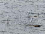 FZ027836 Three Little Egrets.jpg